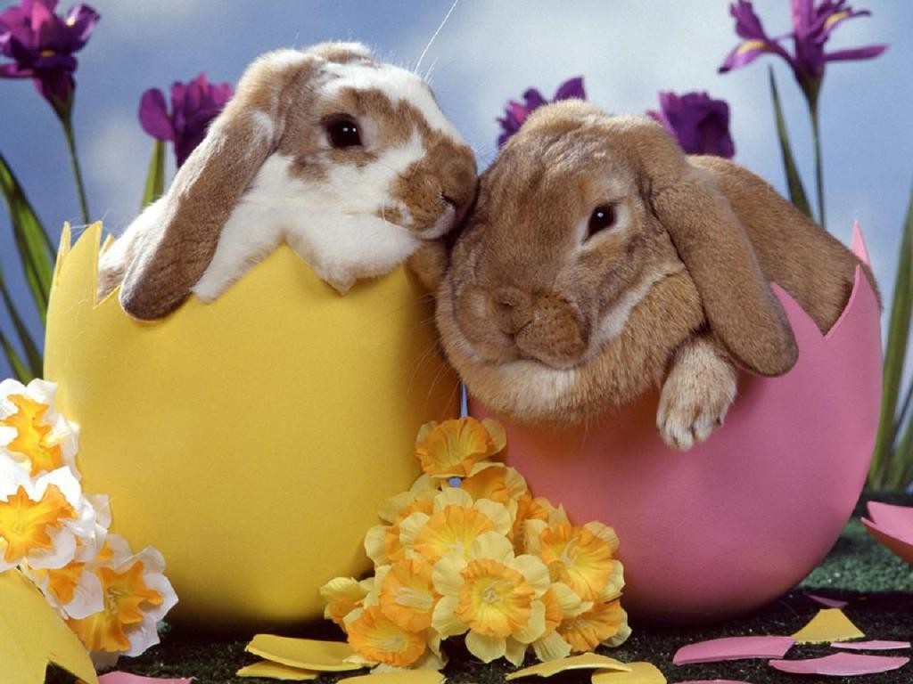 Easter Bunny eggs