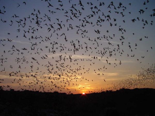 swarm of bats