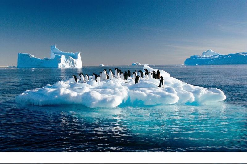 Penguins Antarctica.jpg